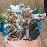 Amazonite 'Dolphin Reef" Carving~CRSEADRC