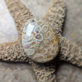 Agatized Coral Cabochon~CRAGCC01