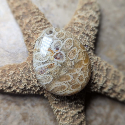 Agatized Coral Cabochon~CRAGCC01