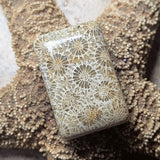 Agatized Coral Cabochon~CRAGCC02