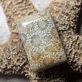 Agatized Coral Cabochon~CRAGCC02