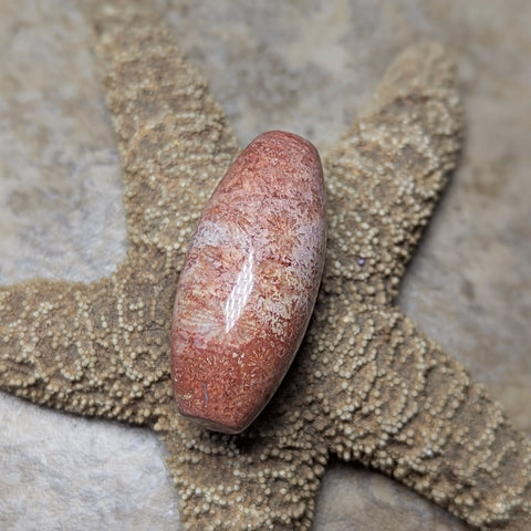 Agatized Coral Cabochon~CRAGCC03