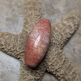 Agatized Coral Cabochon~CRAGCC03