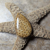 Agatized Coral Cabochon~CRAGCC05