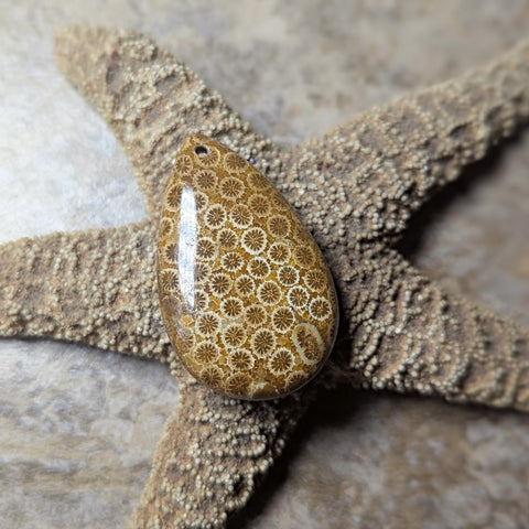 Agatized Coral Cabochon~CRAGCC05