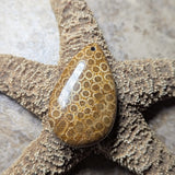 Agatized Coral Cabochon~CRAGCC05