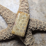 Agatized Coral Cabochon~CRAGCC06