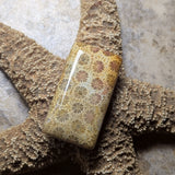 Agatized Coral Cabochon~CRAGCC06