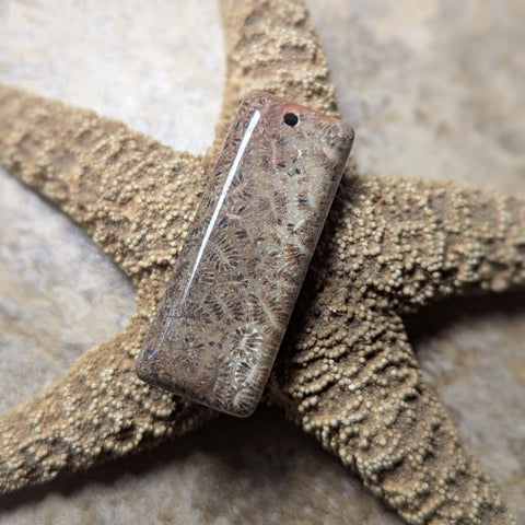 Agatized Coral Cabochon~CRAGCC08