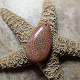 Agatized Coral Cabochon~CRAGCC10