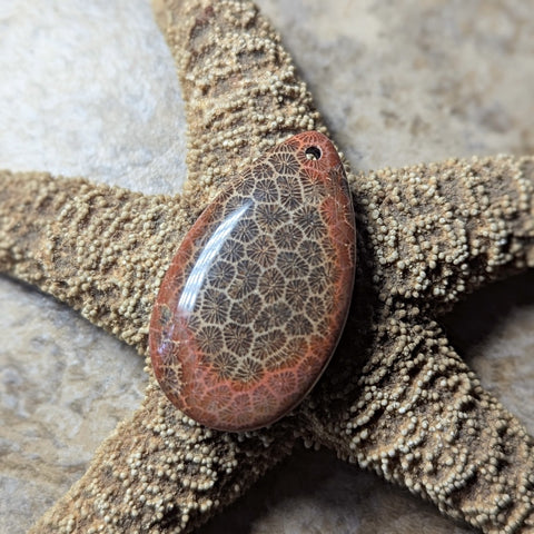 Agatized Coral Cabochon~CRAGCC10