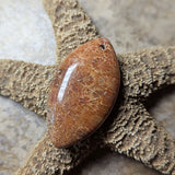 Agatized Coral Cabochon~CRAGCC11