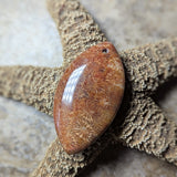 Agatized Coral Cabochon~CRAGCC11