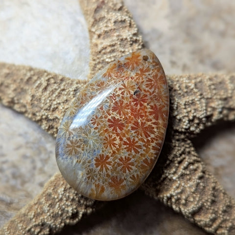 Agatized Coral Cabochon~CRAGCC12