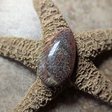 Agatized Coral Cabochon~CRAGCC13
