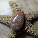 Agatized Coral Cabochon~CRAGCC13