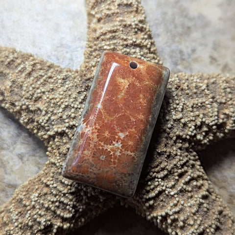 Agatized Coral Cabochon~CRAGCC14
