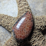 Agatized Coral Cabochon~CRAGCC15