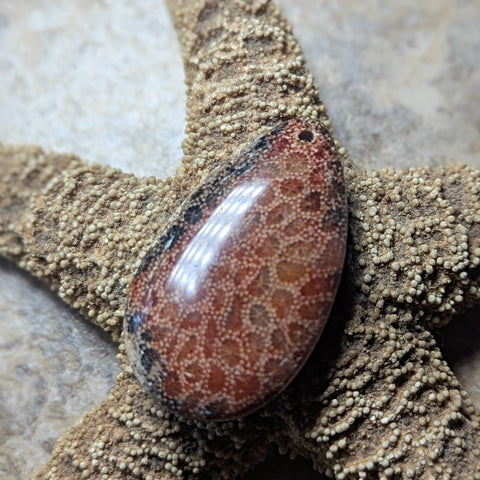 Agatized Coral Cabochon~CRAGCC15