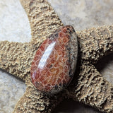 Agatized Coral Cabochon~CRAGCC15