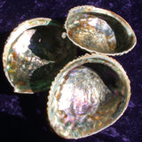 Abalone Shell