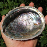 Abalone Shell
