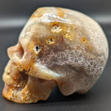 Agatized Coral Skull #1~CRAGCSK1