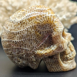 Agatized Coral Skull #2~CRAGCSK2
