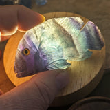 Fluorite Fish Carving~CRSEAFFC