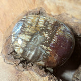 Petrified Wood Palm Stone~CRPTWPS1