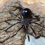 Black Obsidian Spider~CROSPIDR