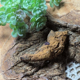 Dino Poop~ Coprolite~CRFCDP02
