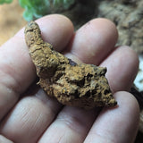 Dino Poop~ Coprolite~CRFCDP02
