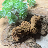 Dino Poop~ Coprolite~CRFCDP05
