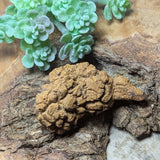 Dino Poop~ Coprolite~CRFCDP06