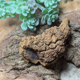Dino Poop~ Coprolite~CRFCDP06