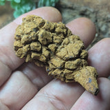 Dino Poop~ Coprolite~CRFCDP06