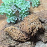 Dino Poop~ Coprolite~CRFCDP08