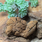Dino Poop~ Coprolite~CRFCDP08