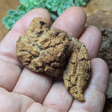 Dino Poop~ Coprolite~CRFCDP08