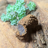Dino Poop~ Coprolite~CRFCDP09