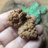 Dino Poop~ Coprolite~CRFCDP09
