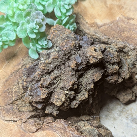 Dino Poop~ Coprolite~CRFCDP17