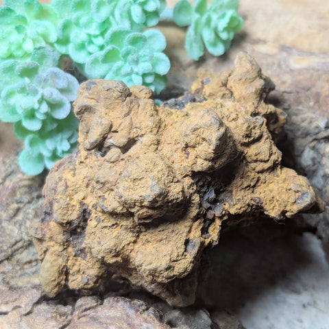 Dino Poop~ Coprolite~CRFCDP18