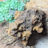 Dino Poop~ Coprolite~CRFCDP18