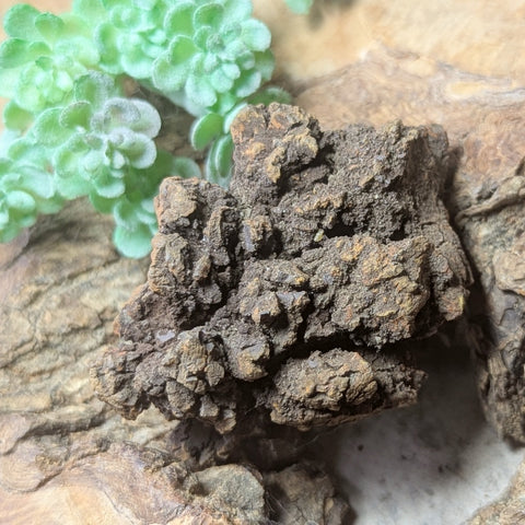 Dino Poop~ Coprolite~CRFCDP19