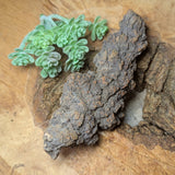 Dino Poop~ Coprolite~CRFCDP22