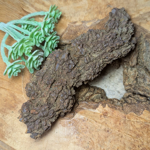 Dino Poop~ Coprolite~CRFCDP23