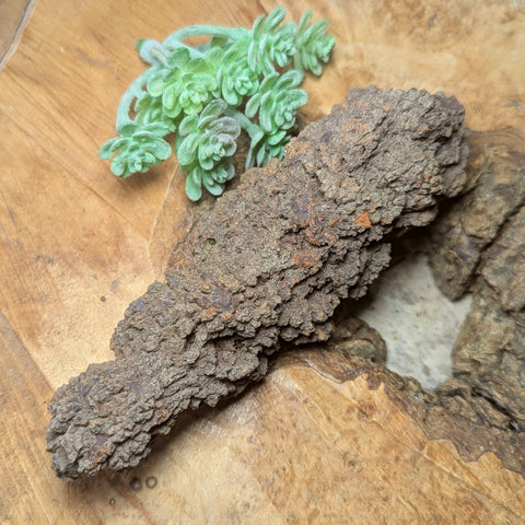 Dino Poop~ Coprolite~CRFCDP24