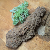 Dino Poop~ Coprolite~CRFCDP24